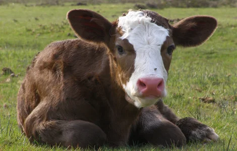 Продаж телят від 5 днів