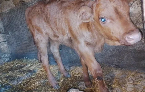 Продам теля молочної породи