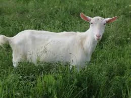 Продам дійних кіз