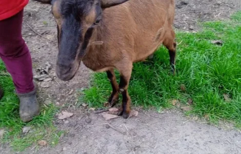 Продаж 2 дійних котних кіз