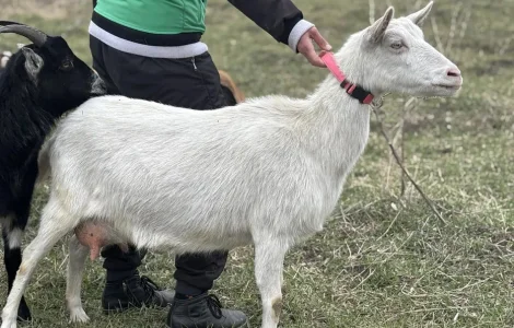 Коза дойная зааненка