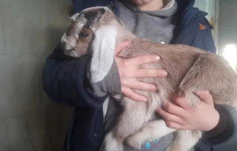 Англо-нубийская козочка