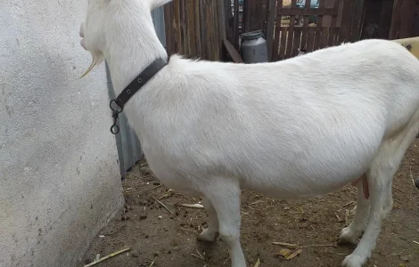 Продаж дійних зааненських козочок