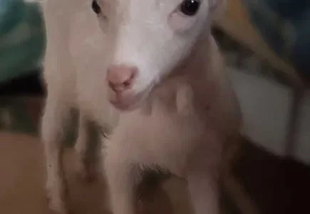 Зааненські кози та козенята