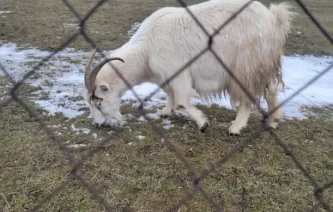 Продам зааненських і нубійських кіз