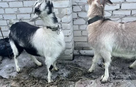Продаются молодые козочки 1 год, альпийские