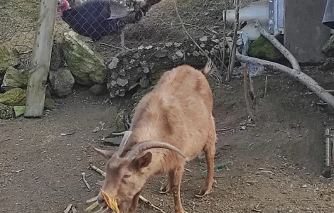 Продаж альпійських кіз