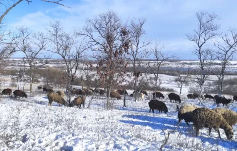 Продаж овець і баранів