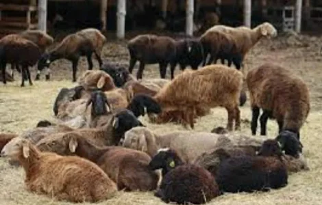 Продаж курдючних овець та баранів для розведення