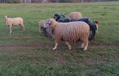 Продам баранів Асканійці