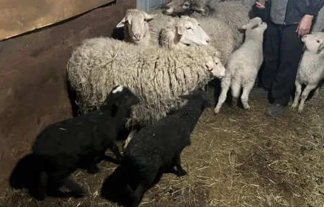Продаж баранів, овець і ягнят, Харків