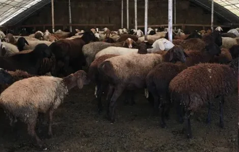 Продаж баранів і валухів
