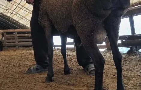 Продам барана на плем'я