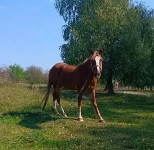 Продаж спокійного коня, працює сам