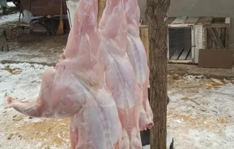 Продажа домашнего мяса кролика