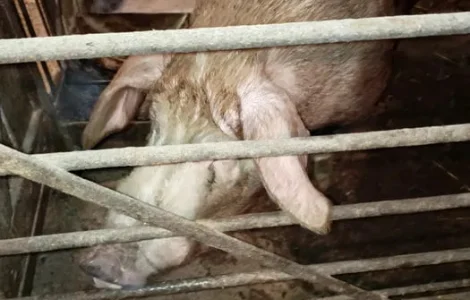 Продам хряка Кантор 2 года