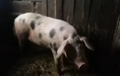 Продам або обміняю молодого кнура