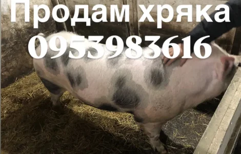 Продам хряка более 300 кг