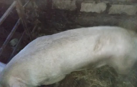 Продам хряка на плем'я, 2 роки