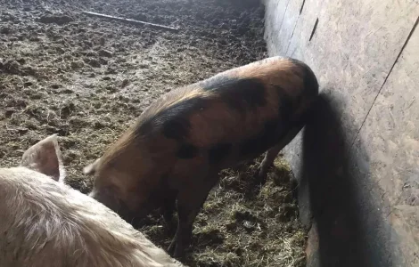 Продам племенного хряка