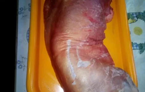 Продам мясо нутрии