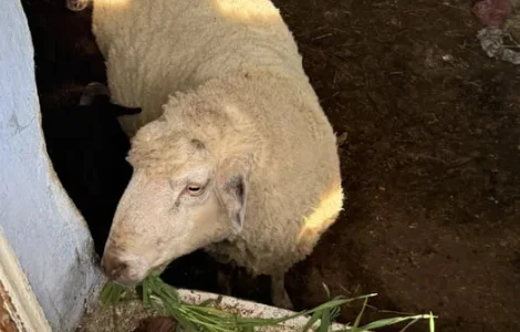 Продам овець, ягнят і баранів