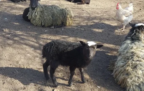 Продам вівцематок котних і з ягнятами