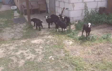Продам овец Романовской породы