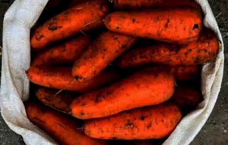 Продам морковь оптом на переработку