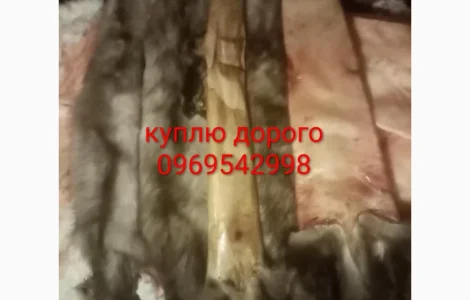 Куплю шкіри кам'яної куниці