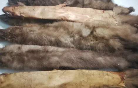 Покупаем шкурки куницы