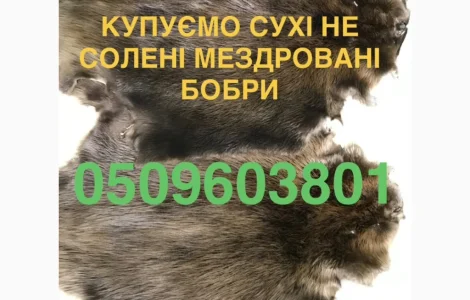 Покупаем сухие шкурки бобра дорого