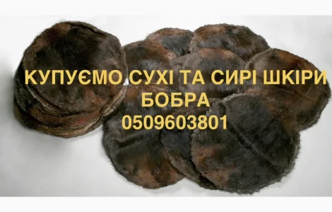Куплю сухі та сирі шкіри бобра не солені