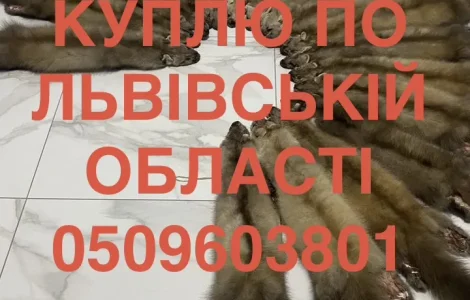 Купуємо по Львівській області шкіри куниці ДОРОГО