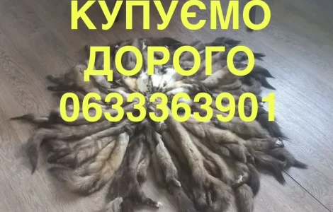 Покупаем мех лесной куницы и шкурки