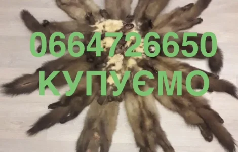 Купуємо шкіри куниці куниц хутро Мех дорого