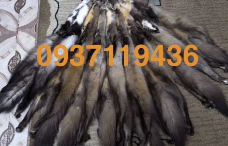 Купуємо шкіри куниці