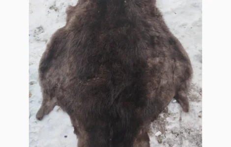 Куплю шкіри бобра куниці