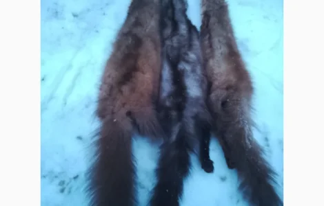 Купую шкіри куниці