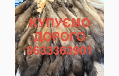 Куплю шкуру куницы по выгодной цене