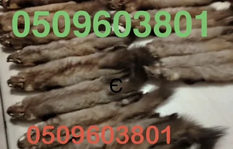 Куплю куницю постійно. Надійно та вигідно