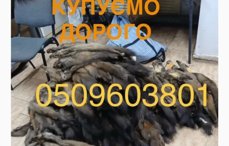 Купуємо хутро куниці бобра видри норки кроля