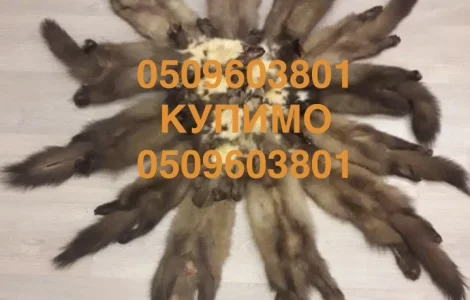 Шкіри куниць купуємо по усій Україні по хороших цінах