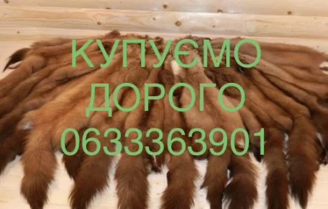 Купуємо ДОРОГО шкіри куниці шкури хутро