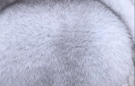 Песець вуалевий