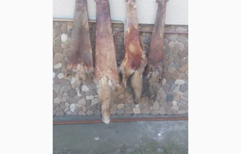 Продам шкуры лисицы