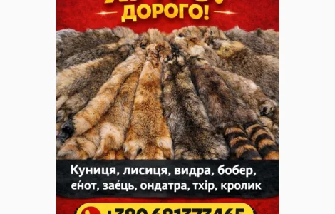 Покупка шкурок куницы и других мехов