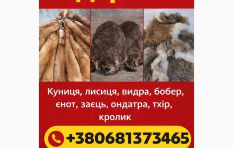 Купую шкури куниці