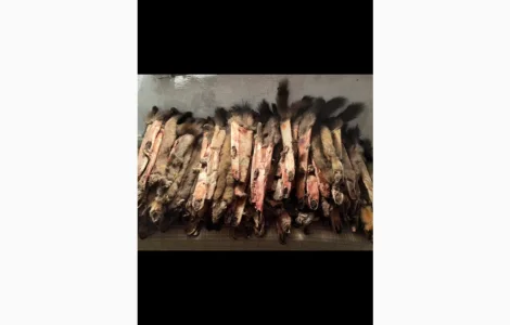 Куплю шкуры куницы и другие меха