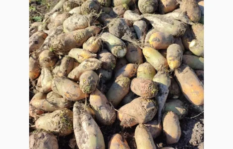 Продам кормовую свеклу